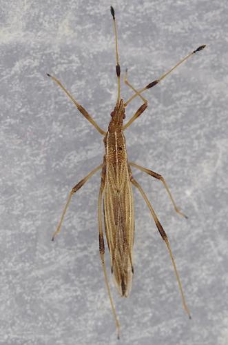 Berytinus minor